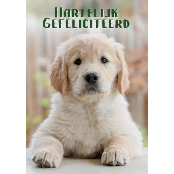 Wenskaarten Gefeliciteerd pak a 10 stuks