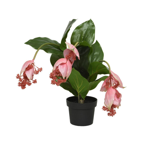 Kunstplant Medinilla h42cm